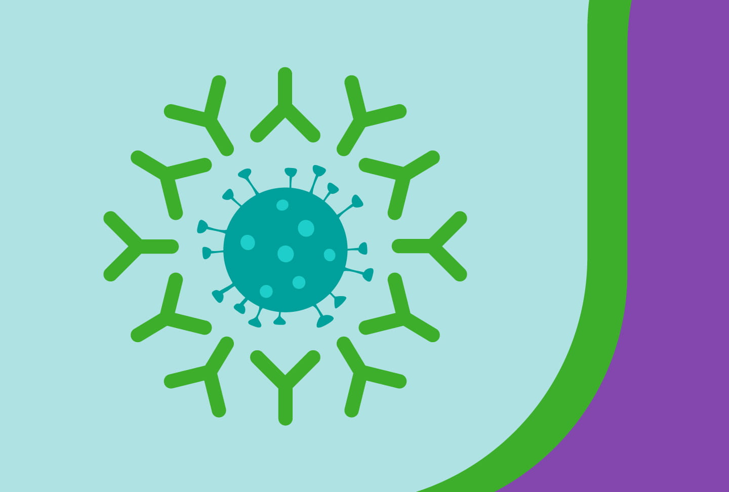 Illustration of the monoclonal antibody treatment.